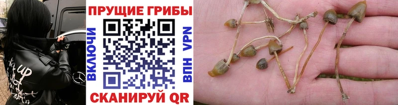 Псилоцибиновые грибы Psilocybe Отрадное
